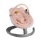 Nuna Wipstoel Leaf Grow Peach Incl. Speelbeugel Nuna Wipstoel Leaf Grow Peach Incl. Speelbeugel